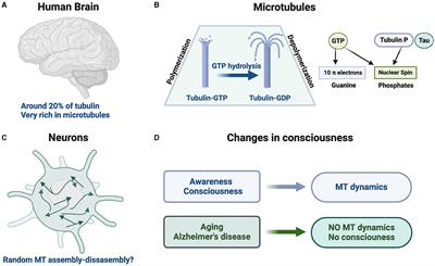 Could there be an experimental way to link consciousness and quantum computations of brain microtubules?